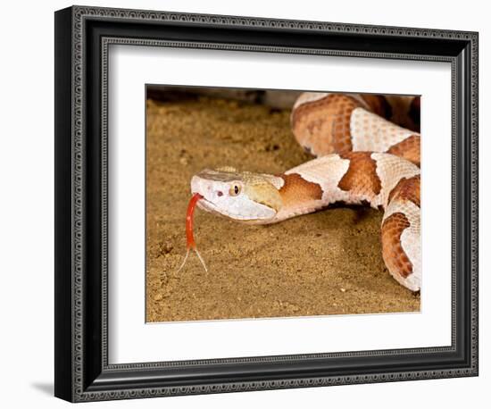 Southern Copperhead, Agkistrodon Contortrix Contortrix, Native to South Eastern Us-David Northcott-Framed Photographic Print