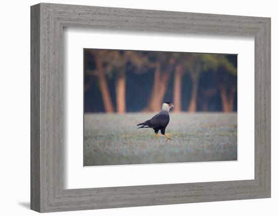 Southern Crested Caracara, Caracara Plancus, Walking in Sao Paulo's Ibirapuera Park-Alex Saberi-Framed Photographic Print