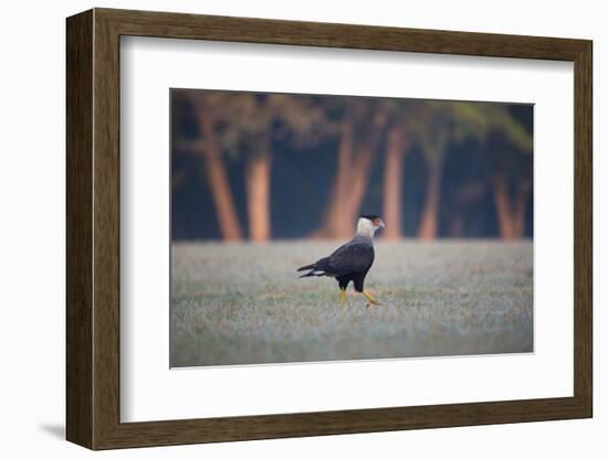 Southern Crested Caracara, Caracara Plancus, Walking in Sao Paulo's Ibirapuera Park-Alex Saberi-Framed Photographic Print