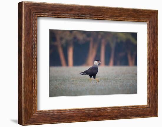 Southern Crested Caracara, Caracara Plancus, Walking in Sao Paulo's Ibirapuera Park-Alex Saberi-Framed Photographic Print