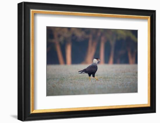 Southern Crested Caracara, Caracara Plancus, Walking in Sao Paulo's Ibirapuera Park-Alex Saberi-Framed Photographic Print