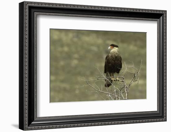 Southern Crested Caracara, Torres del Paine National Park, Chile, Patagonia-Adam Jones-Framed Photographic Print