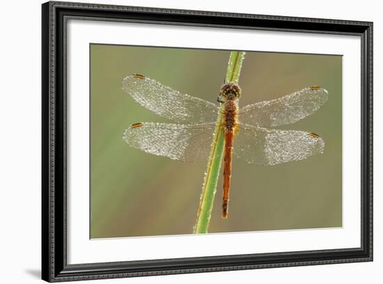 Southern Darter Dragonfly-null-Framed Photographic Print