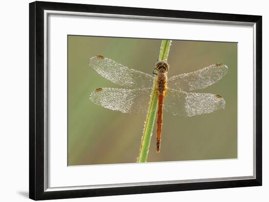 Southern Darter Dragonfly-null-Framed Photographic Print