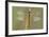 Southern Darter Dragonfly-null-Framed Photographic Print