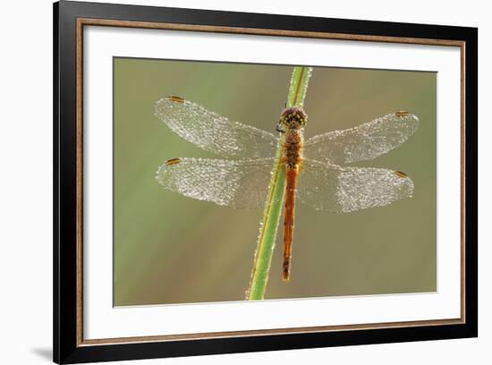 Southern Darter Dragonfly-null-Framed Photographic Print