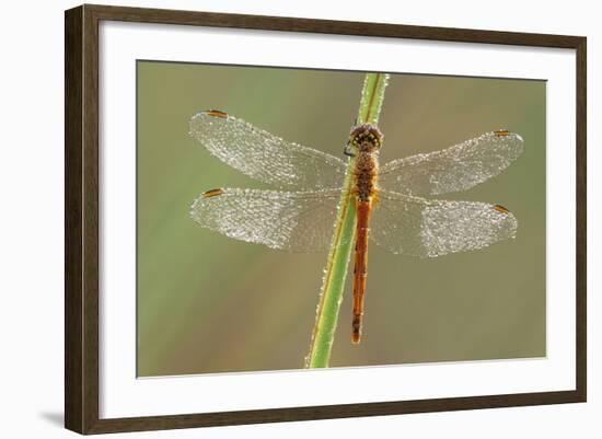 Southern Darter Dragonfly-null-Framed Photographic Print