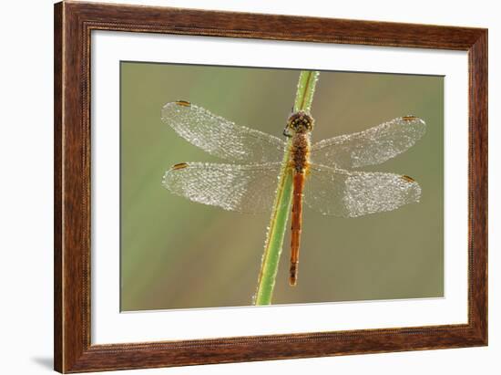 Southern Darter Dragonfly-null-Framed Photographic Print