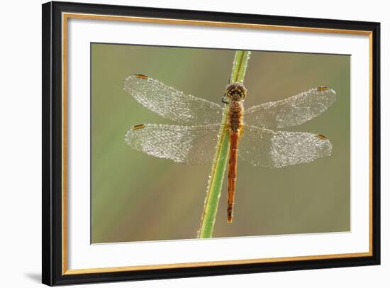 Southern Darter Dragonfly-null-Framed Photographic Print