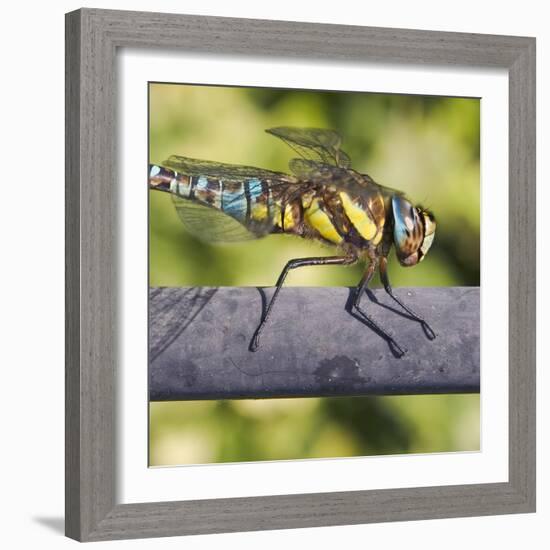 Southern Darter-Adrian Campfield-Framed Photographic Print