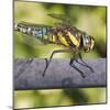 Southern Darter-Adrian Campfield-Mounted Photographic Print