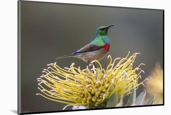 Southern double-collared sunbird, Cape Town, South Africa-Ann & Steve Toon-Mounted Photographic Print
