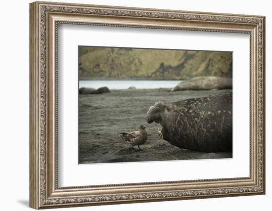 Southern Elephant Seal and Skua-null-Framed Photographic Print