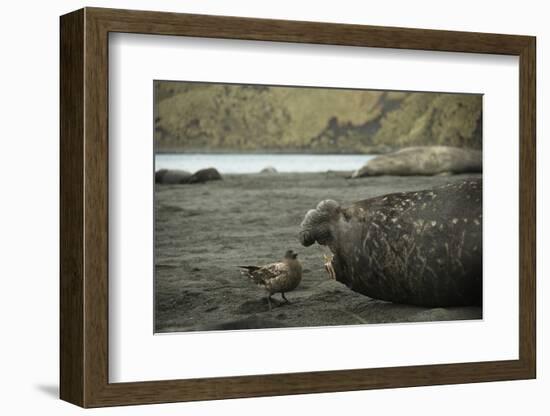 Southern Elephant Seal and Skua-null-Framed Photographic Print