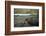 Southern Elephant Seal and Skua-null-Framed Photographic Print