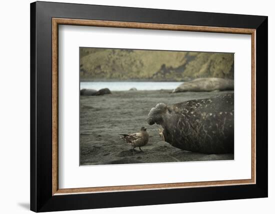 Southern Elephant Seal and Skua-null-Framed Photographic Print