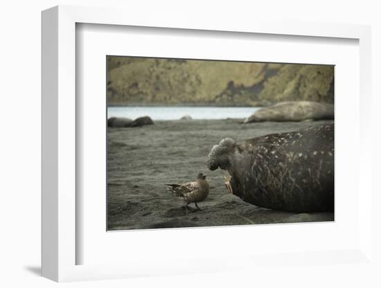 Southern Elephant Seal and Skua-null-Framed Photographic Print