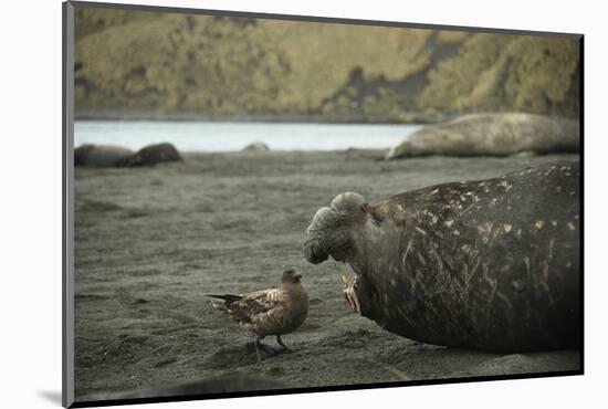 Southern Elephant Seal and Skua-null-Mounted Photographic Print