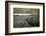 Southern Elephant Seal and Skua-null-Framed Photographic Print