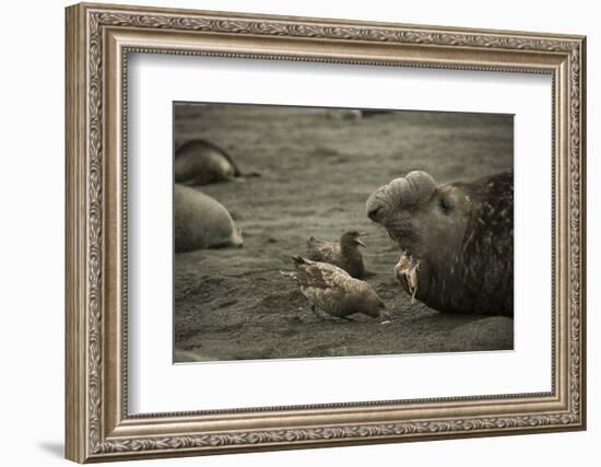 Southern Elephant Seal and Skua-null-Framed Photographic Print