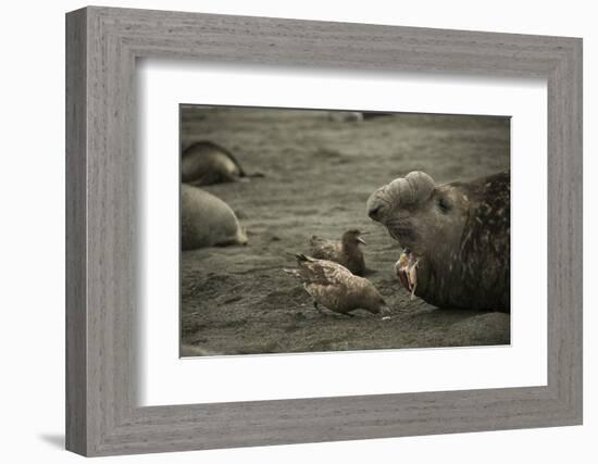 Southern Elephant Seal and Skua-null-Framed Photographic Print