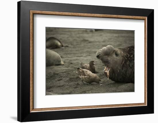 Southern Elephant Seal and Skua-null-Framed Photographic Print