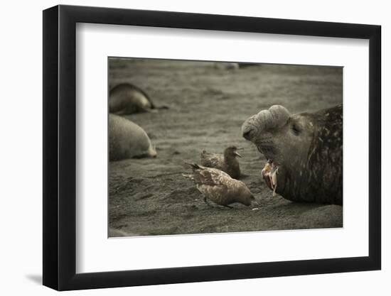 Southern Elephant Seal and Skua-null-Framed Photographic Print