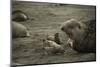 Southern Elephant Seal and Skua-null-Mounted Photographic Print