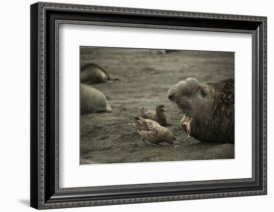 Southern Elephant Seal and Skua-null-Framed Photographic Print