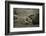 Southern Elephant Seal and Skua-null-Framed Photographic Print