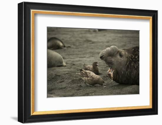 Southern Elephant Seal and Skua-null-Framed Photographic Print