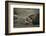 Southern Elephant Seal and Skua-null-Framed Photographic Print