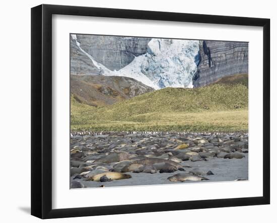 Southern elephant seal, beach with huge colony at Gold Harbor.-Martin Zwick-Framed Photographic Print