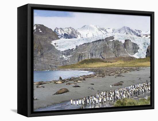 Southern elephant seal, beach with huge colony at Gold Harbour. South Georgia Island-Martin Zwick-Framed Premier Image Canvas
