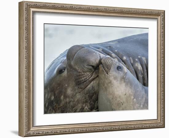 Southern elephant seal, bull and female on beach. South Georgia Island-Martin Zwick-Framed Photographic Print