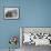 Southern elephant seal, bull and female on beach. South Georgia Island-Martin Zwick-Framed Photographic Print displayed on a wall