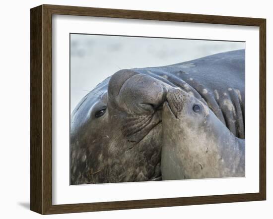 Southern elephant seal, bull and female on beach. South Georgia Island-Martin Zwick-Framed Photographic Print