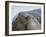 Southern elephant seal, bull and female on beach. South Georgia Island-Martin Zwick-Framed Photographic Print