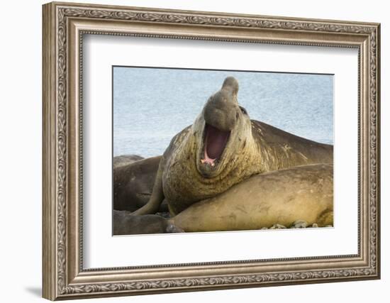 Southern Elephant Seal Bull Calling-Joe McDonald-Framed Photographic Print