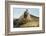 Southern Elephant Seal Bull Calling-Joe McDonald-Framed Photographic Print