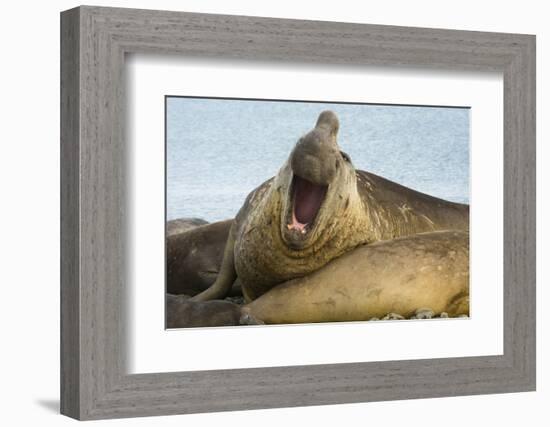 Southern Elephant Seal Bull Calling-Joe McDonald-Framed Photographic Print