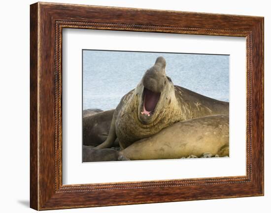 Southern Elephant Seal Bull Calling-Joe McDonald-Framed Photographic Print