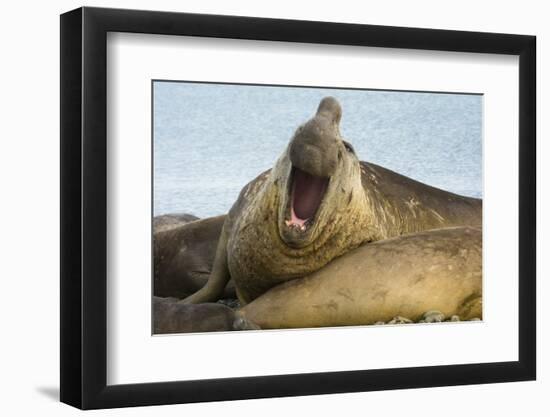 Southern Elephant Seal Bull Calling-Joe McDonald-Framed Photographic Print