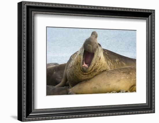 Southern Elephant Seal Bull Calling-Joe McDonald-Framed Photographic Print