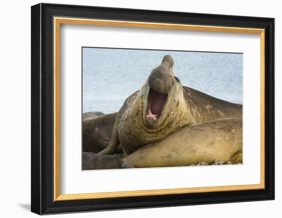 Southern Elephant Seal Bull Calling-Joe McDonald-Framed Photographic Print