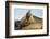 Southern Elephant Seal Bull Calling-Joe McDonald-Framed Photographic Print