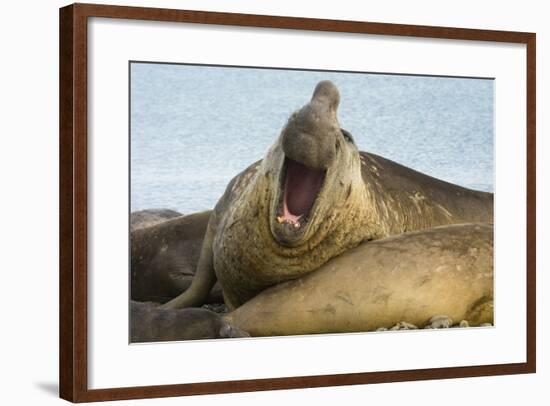 Southern Elephant Seal Bull Calling-Joe McDonald-Framed Photographic Print