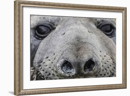 Southern Elephant Seal Bull (Mirounga Leonina), Polar Regions-Michael Nolan-Framed Photographic Print
