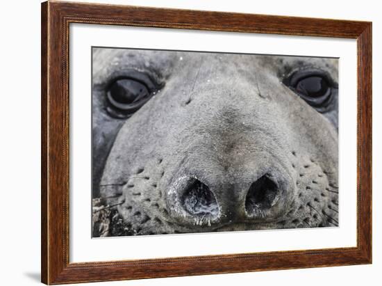 Southern Elephant Seal Bull (Mirounga Leonina), Polar Regions-Michael Nolan-Framed Photographic Print