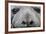 Southern Elephant Seal Bull (Mirounga Leonina), Polar Regions-Michael Nolan-Framed Photographic Print